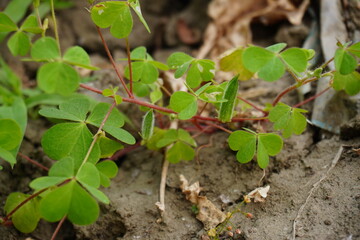 Several tiny pods on the stem of the creeping woodsorrel