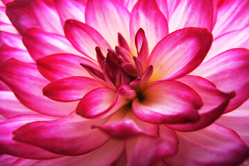 macro close up blooming pink dahlia flower and petals