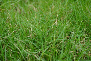 The ground is covered with the green lawn grass