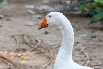 Close up head White goose in garden