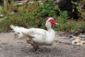 The white Muscovy Duck is stay in nature garden