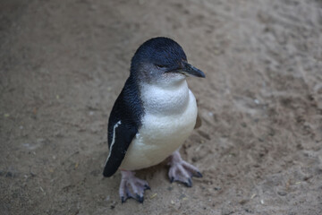 Naklejka premium The Fairy penguin or blue penguin is so cute and local animal in phillip island,Australia
