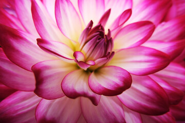 pink white dahlia flower macro close up