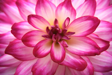 macro front pink blooming dahlia flower
