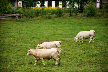 Young cow standing and eating food grass at farmland at countryside