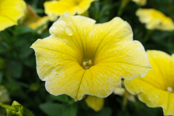 close up of yellow Petunia flower