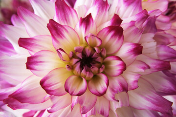 dahlia flower macro close up