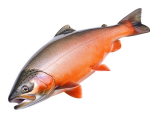 Obraz premium Fresh salmon fish with vibrant orange flesh and silver skin, perfect for culinary dishes