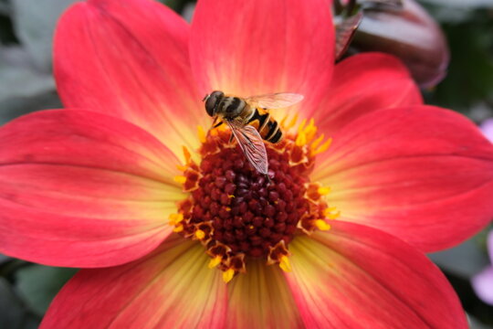 bee on vibrant red and yellow dahlia flower