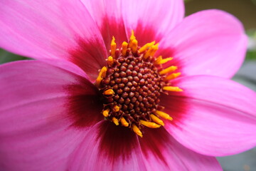 close up vibrant pink dahlia flower with stamens
