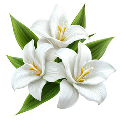 Fototapeta premium Vanilla flowers with pods and leaves isolated over transparent background, PNG cut-out