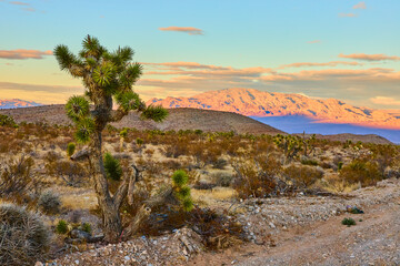 Joshua Tree and Mojave Desert at Sunset Eye-Level View