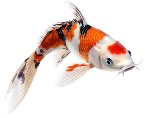 vibrant koi fish with striking colors swimming gracefully against transparent background, showcasing its beautiful patterns and fins