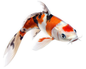 vibrant koi fish with striking colors swimming gracefully against transparent background, showcasing its beautiful patterns and fins