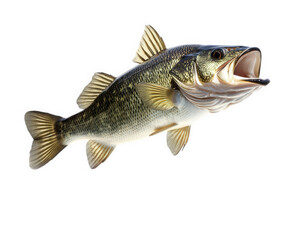 Fototapeta premium bass fish jumping out of water, showcasing its vibrant colors and dynamic movement. This captures excitement of fishing and beauty of aquatic life