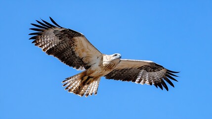 Obraz premium Majestic hawk soaring through a clear blue sky capturing the essence of freedom and nature : Generative AI