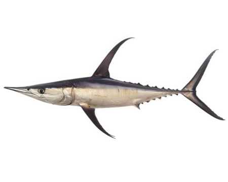 sleek swordfish isolated on transparency background, showcasing its streamlined body and distinctive long bill. This fish represents strength and agility in ocean - Powered by Adobe