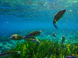 Naklejka premium Dark blue ocean surface seen from underwater. Abstract waves underwater and rays of sunlight shining through, Sun light rays undersea deep, Underwater background with sea bottom, Mediterranean sea.