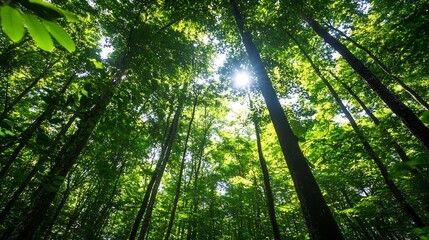 Sunlight filtering through lush green leaves in a dense forest creating a serene atmosphere : Generative AI