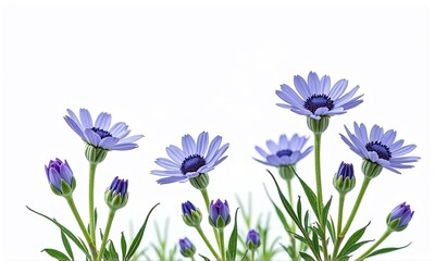 Naklejka premium Delicate Purple Flowers with Green Leaves on White Background