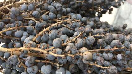 Dark purple berries on branches.