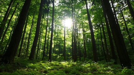 Obraz premium Majestic Sunlight Filtering Through Tall Trees in a Dense Forest with Lush Greenery and Serenity : Generative AI