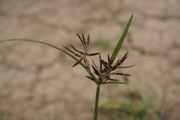 A close-up of the Purple Nutsedge grass with its seed head