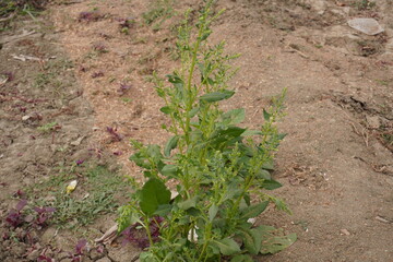 Prickly Amaranth plant is on the ground along with its seed heads