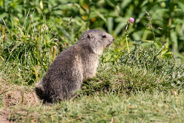Marmotta, parco nazionale del Gran Paradiso