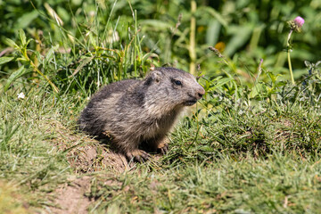 Naklejka na ściany i meble Marmotta, parco nazionale del Gran Paradiso