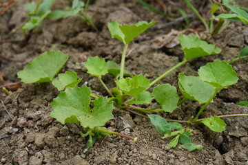 Centella asiatica, commonly known as Gotu Kola or Indian Pennywort is growing on the soil