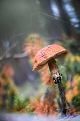 Aspen mushroom on branch in pine forest. Forest comfort and naturalness of wild nature.