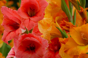 red poppy flowers