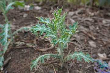 A close-up of the Mexican prickly poppy plant on the ground 