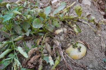 Fully developed potatoes under the soil ready for harvest