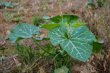A young pumpkin plant is crawling on the ground 
