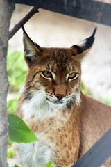 The look of a lynx. Grace and predatory instinct