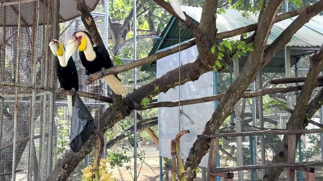 Rangkong Birds Feeding on Hanging Bananas in a Natural Habitat with Trees and Rustic Environment