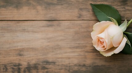 Beautiful pale pink rose delicately placed on rustic wooden table background : Generative AI