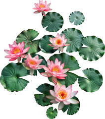 Fototapeta premium Colorful water lilies blooming on green leaves