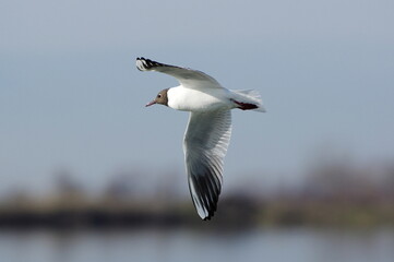 Black-headed gull
