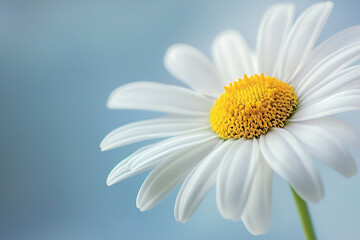 Naklejka premium A delicate close-up photograph of a daisy flower showing its bright yellow center and soft white petals against a gentle blurred background in pastel tones.