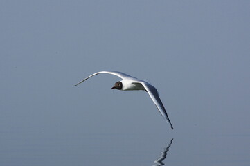 Flight over the calm water of the lake. Chroicocephalus ridibundus