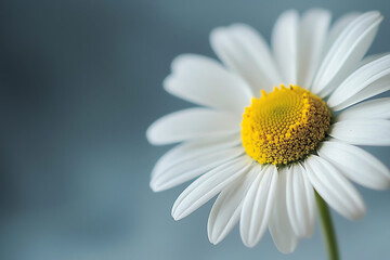 Obraz premium A delicate close-up photograph of a daisy flower showing its bright yellow center and soft white petals against a gentle blurred background in pastel tones.