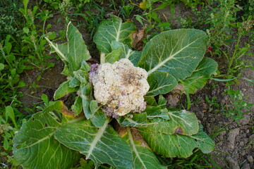 The cauliflower is affected by the fungus 