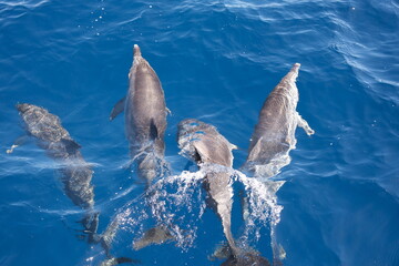 Delfine schwimmen im Ozean © maxkyle