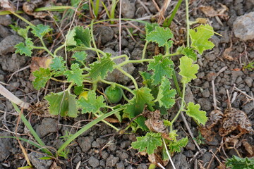 Ecballium elaterium, commonly known as the squirting cucumber on its plant 