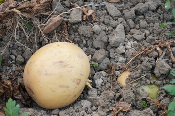 A potato is on the soil and another one is under the soil