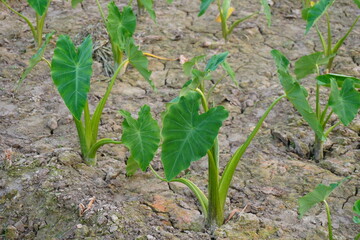 Taro plants are planted on the agricultural field, the field got dried and cracked 