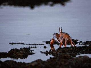 Giant crab on the rock in the water. Shallow depth of field.